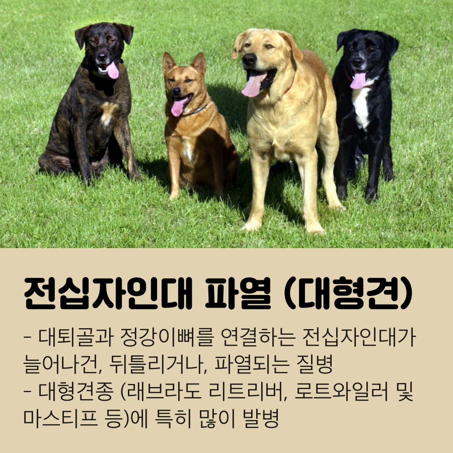 강아지 무릎관절
