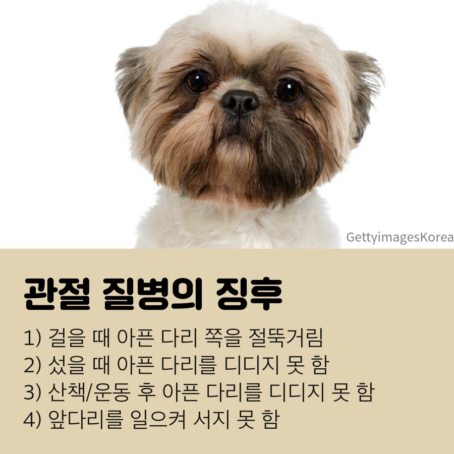 강아지 무릎관절