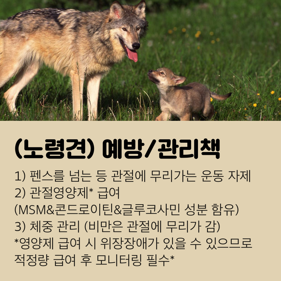 강아지 무릎관절