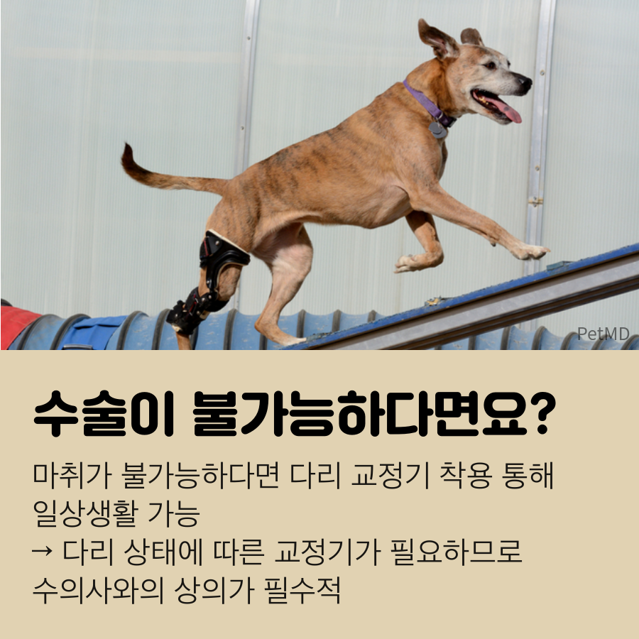 강아지 무릎관절