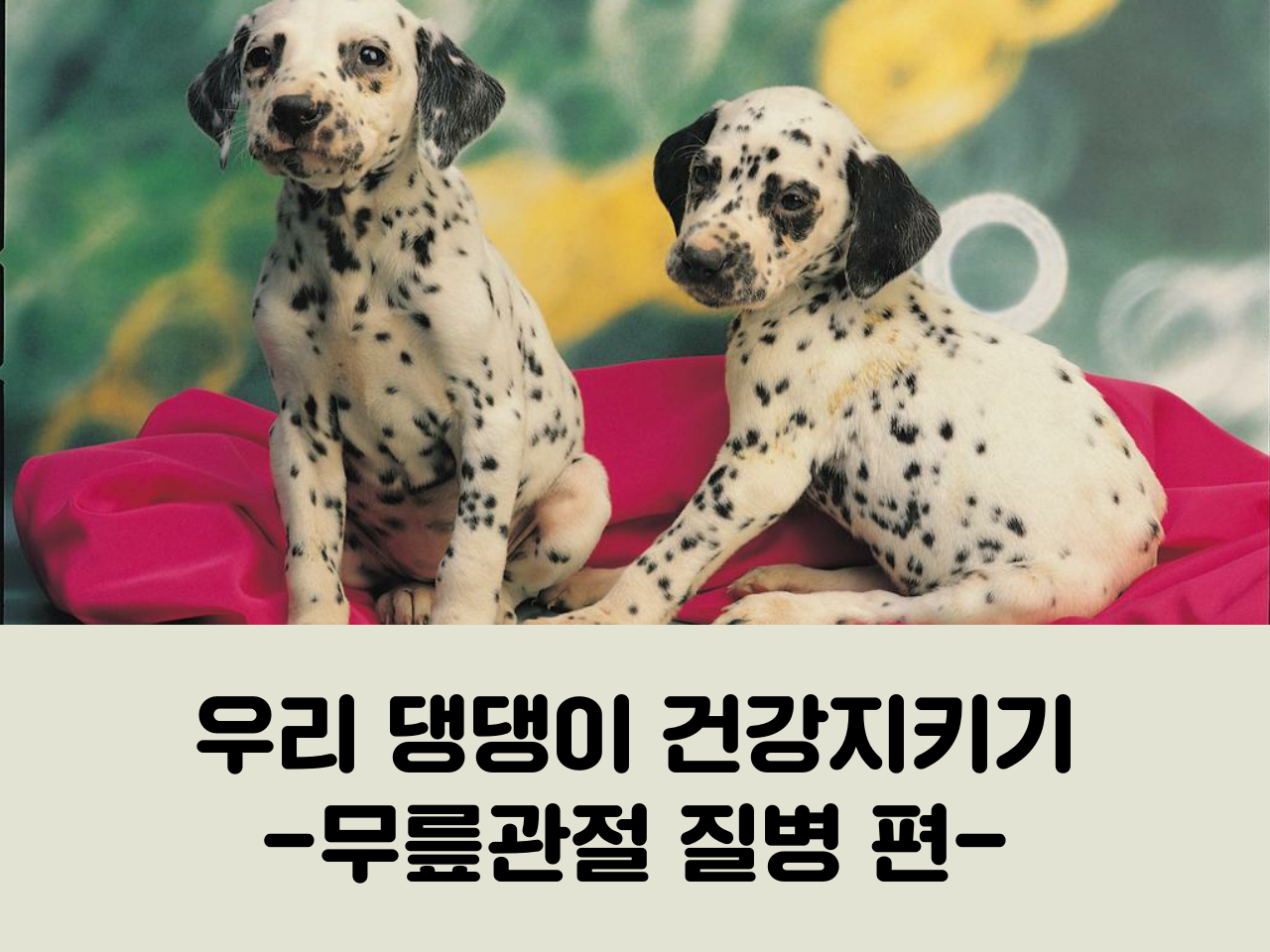 강아지 무릎관절