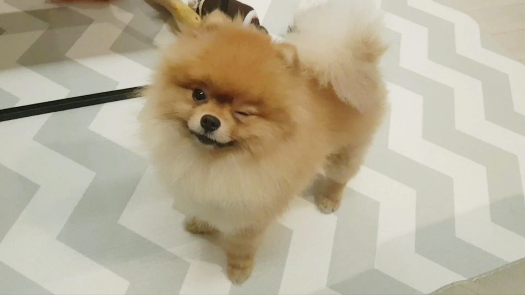 강아지 윙크