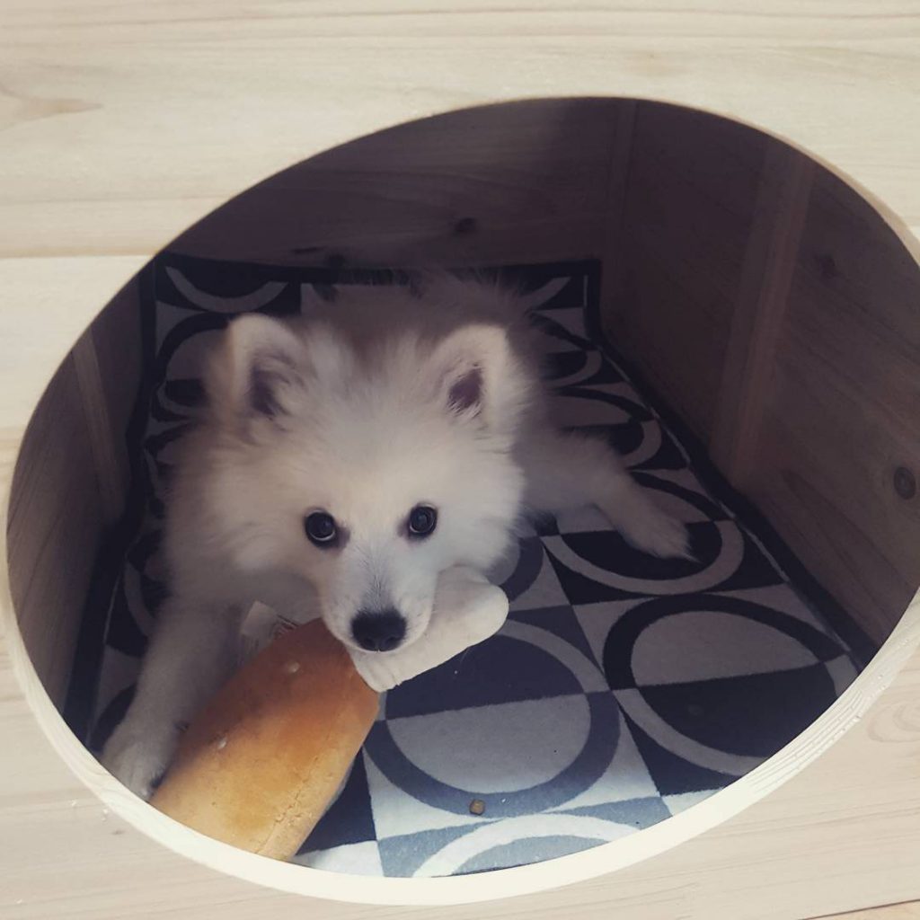 강아지 귀
