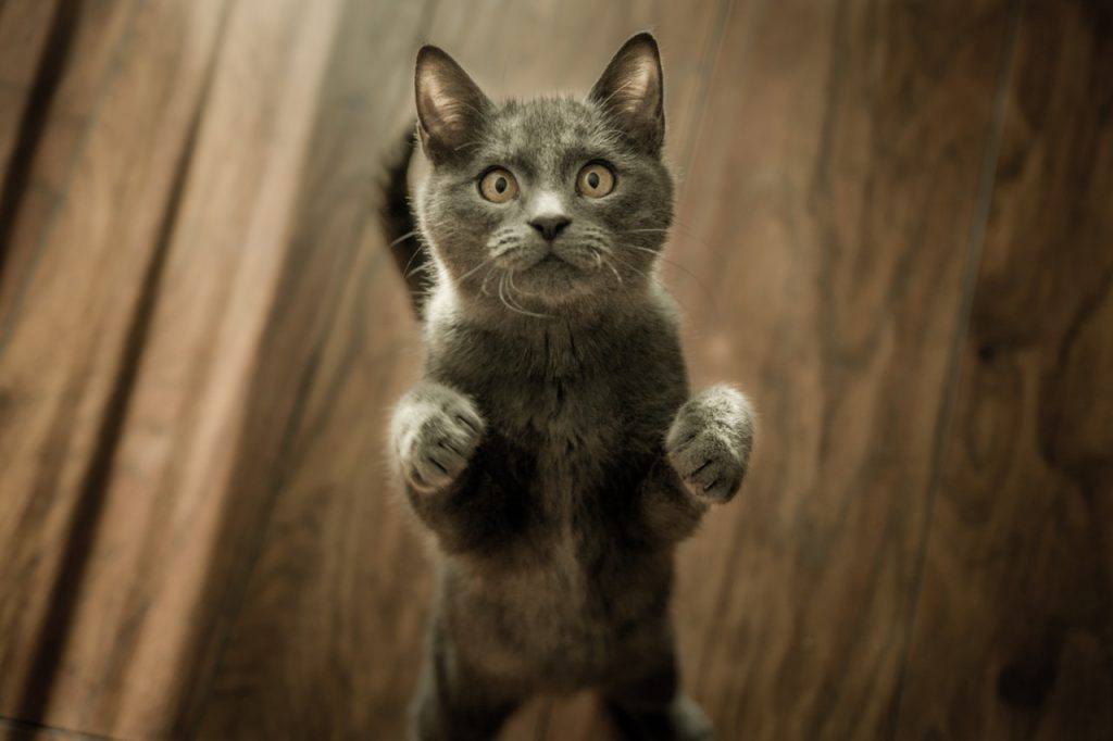 고양이 털 관리
