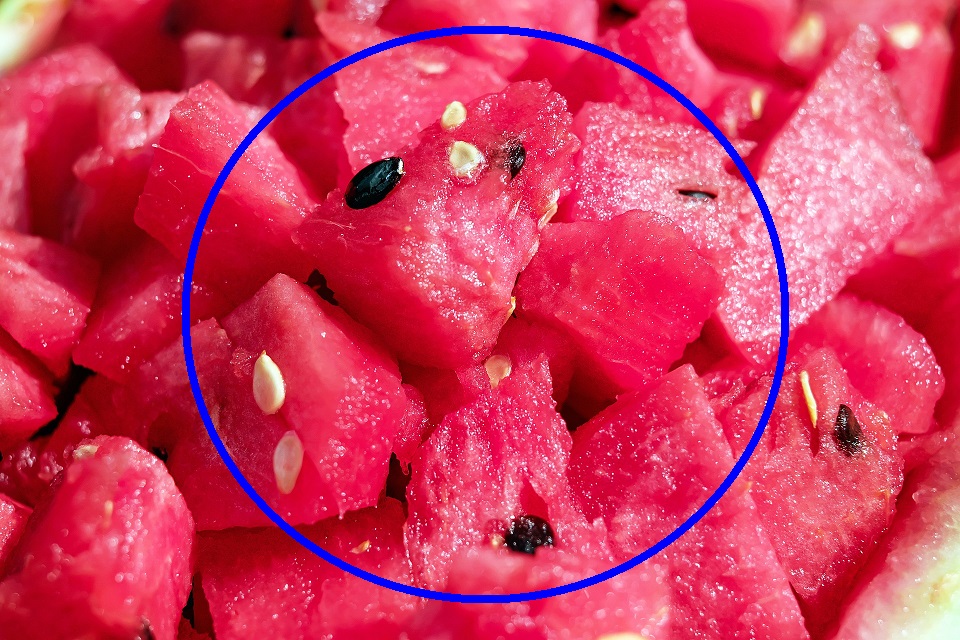 고양이 수박