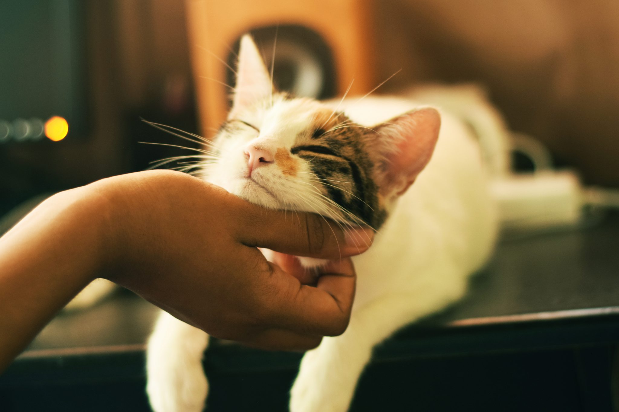 고양이 마사지 