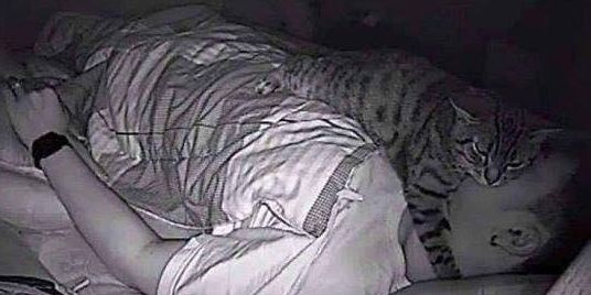 고양이 얼굴에 올라오는 