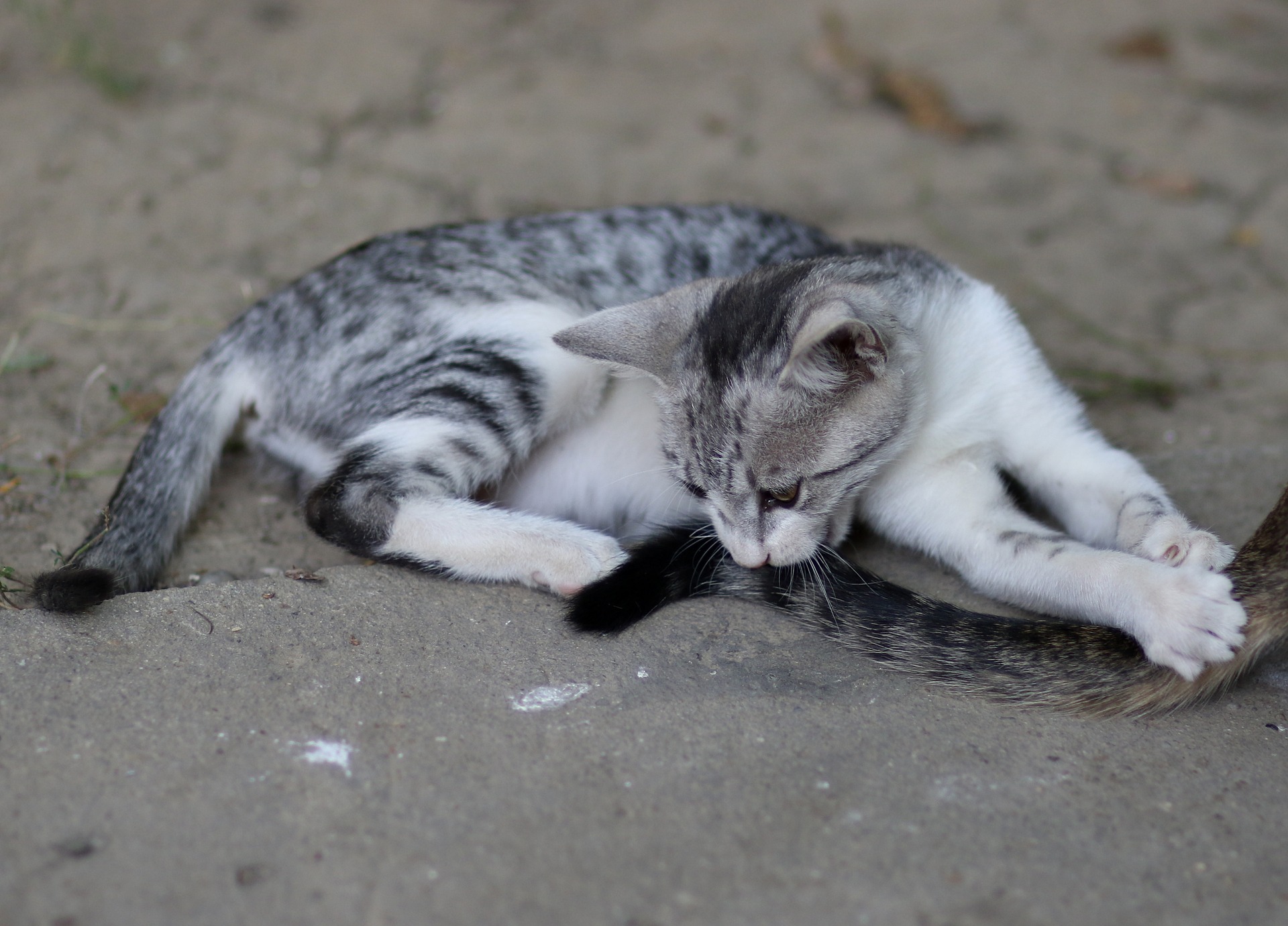 고양이 화났을 때