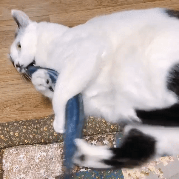 고양이 돌발 행동 