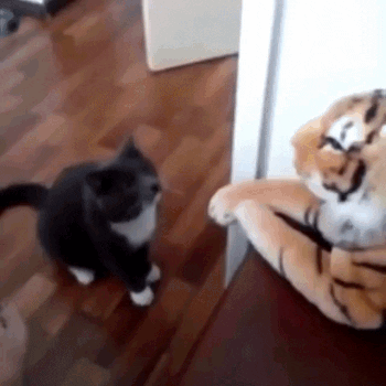 고양이 화났을 때