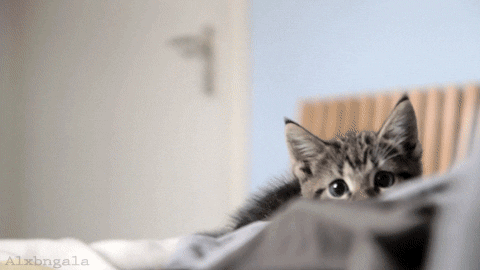 고양이 돌발 행동 