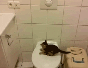 고양이 돌발 행동 