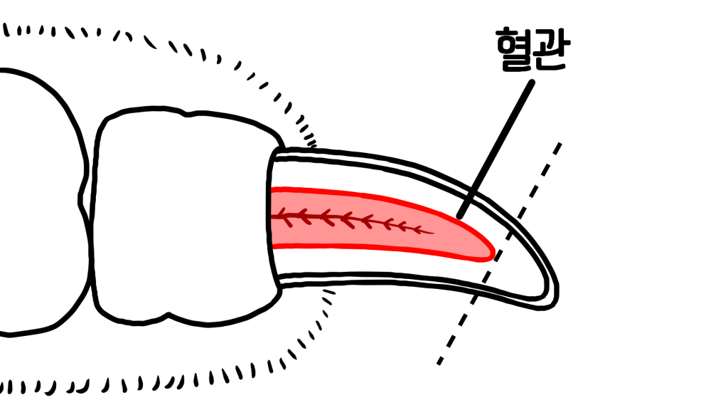 강아지 발톱