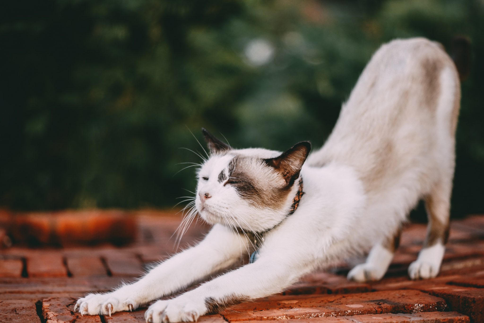 고양이 쓰다듬기