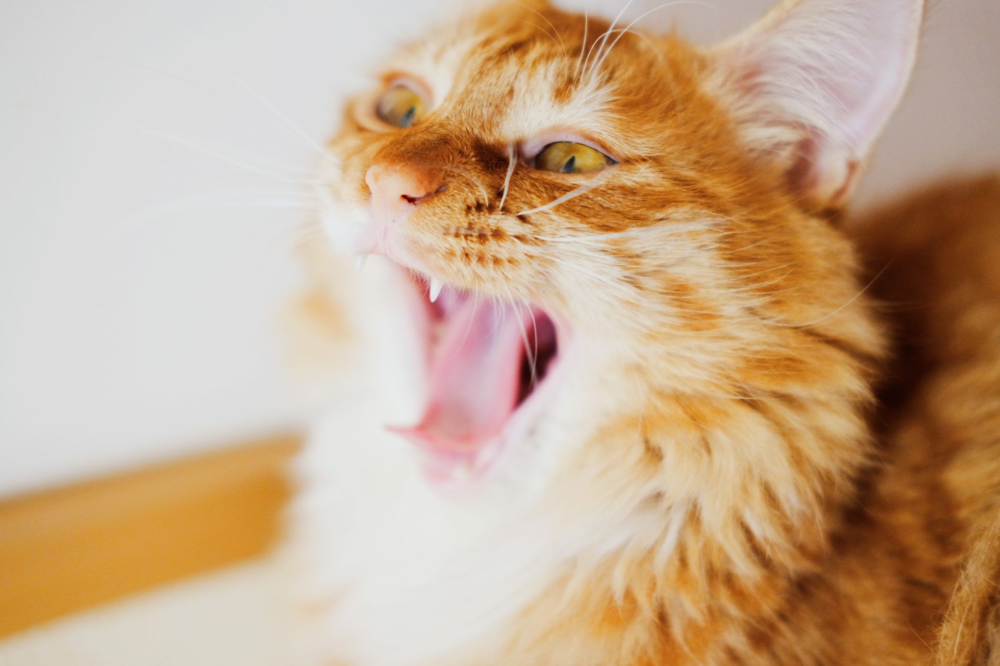고양이 불평