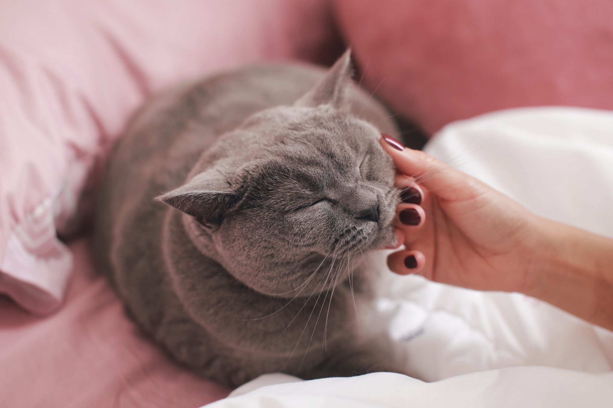 고양이 쓰다듬어