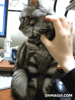 고양이 만지면