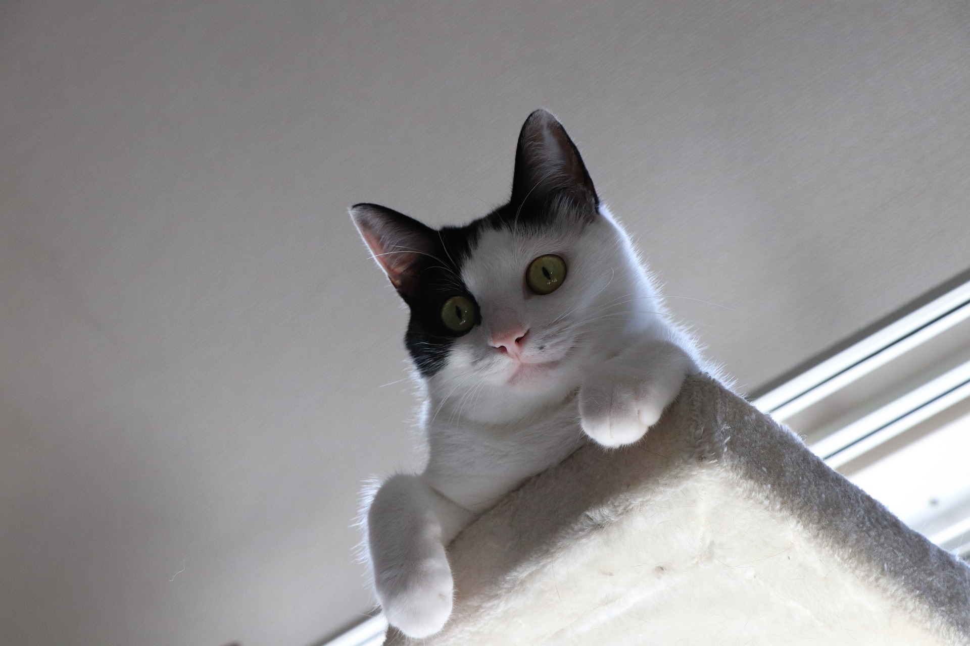 고양이 키우는