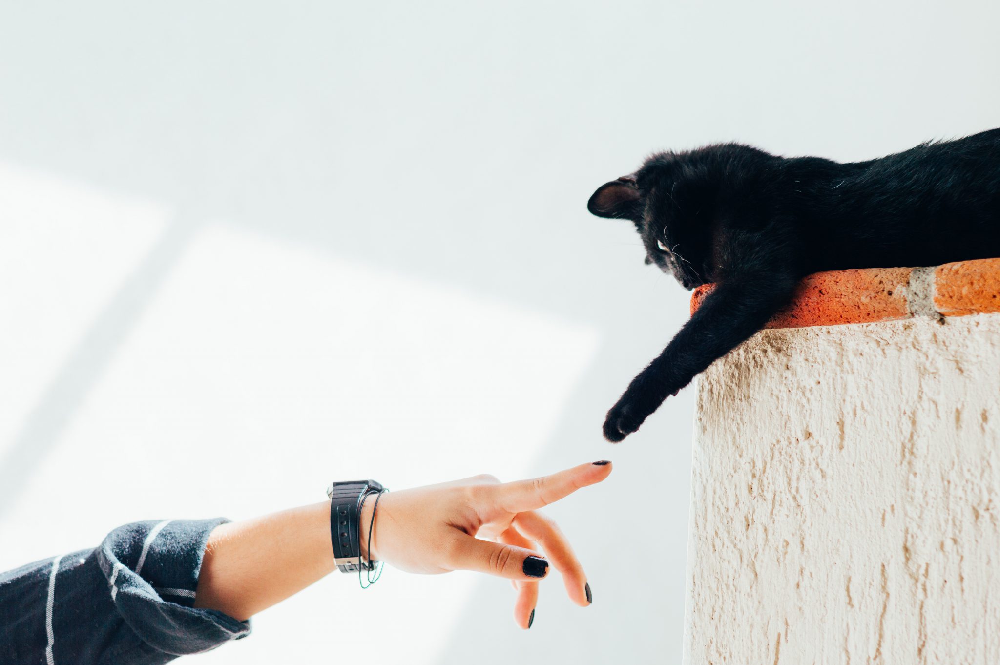 고양이 기본 지식
