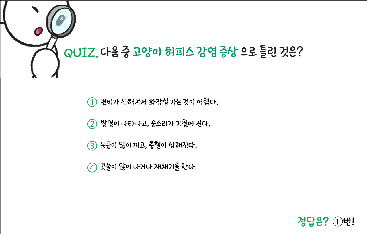 고양이 허피스 증상