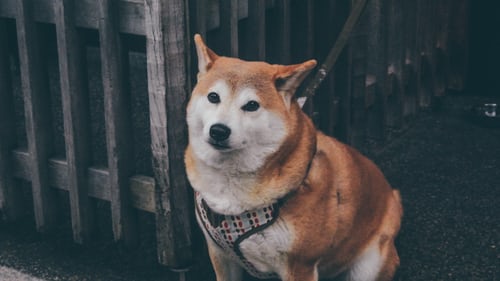 강아지 고구마