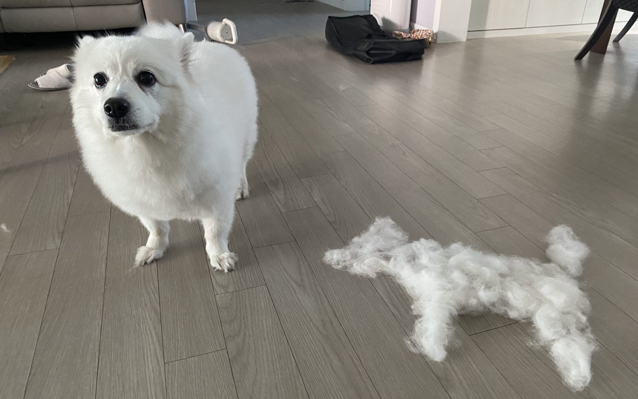 강아지 죽은 털