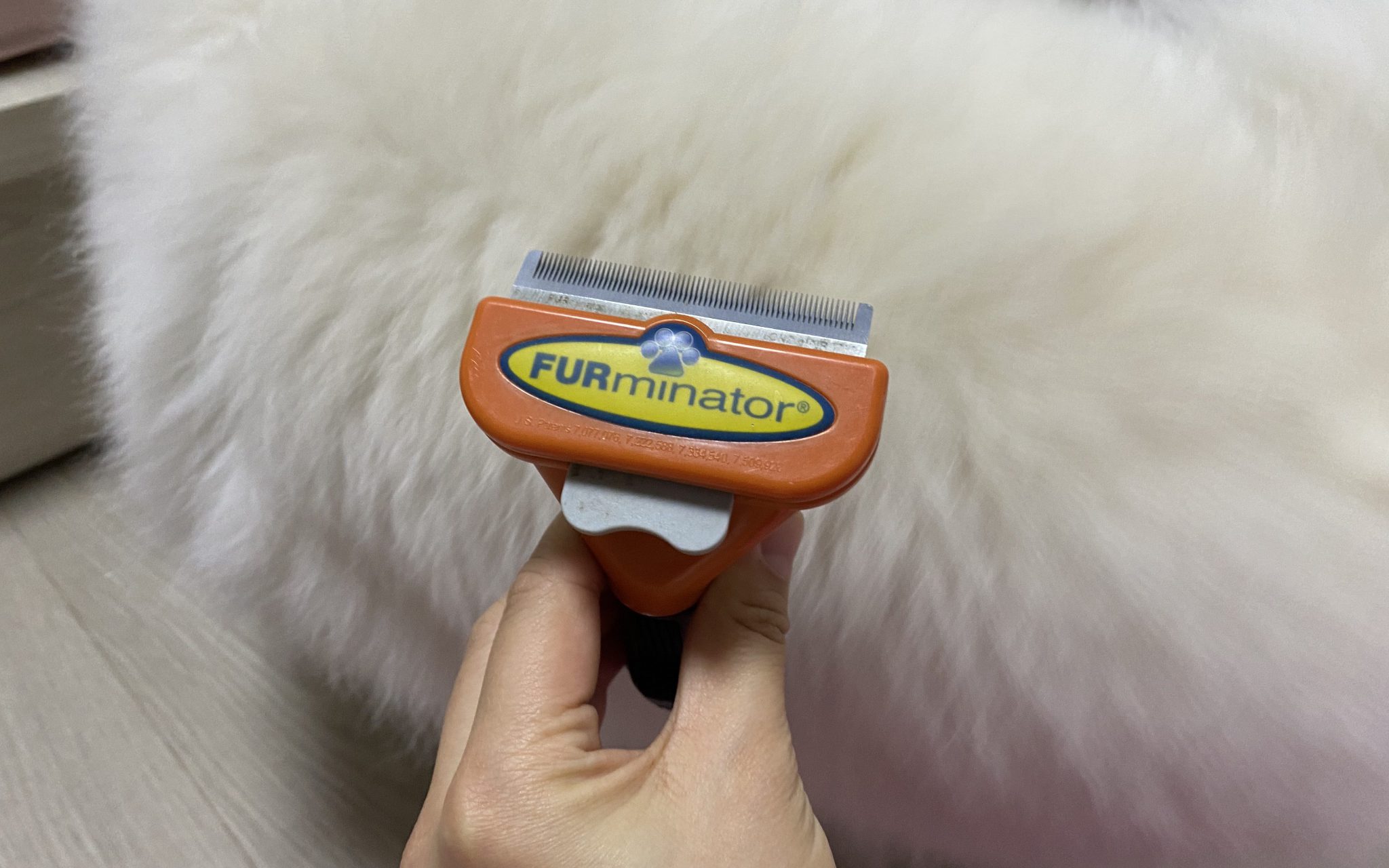 강아지 죽은 털