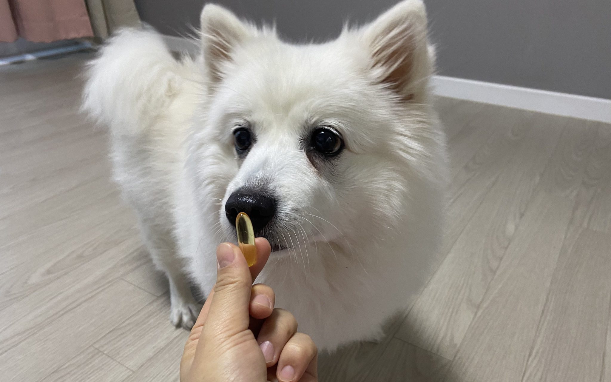 노르딕 강아지 오메가 3