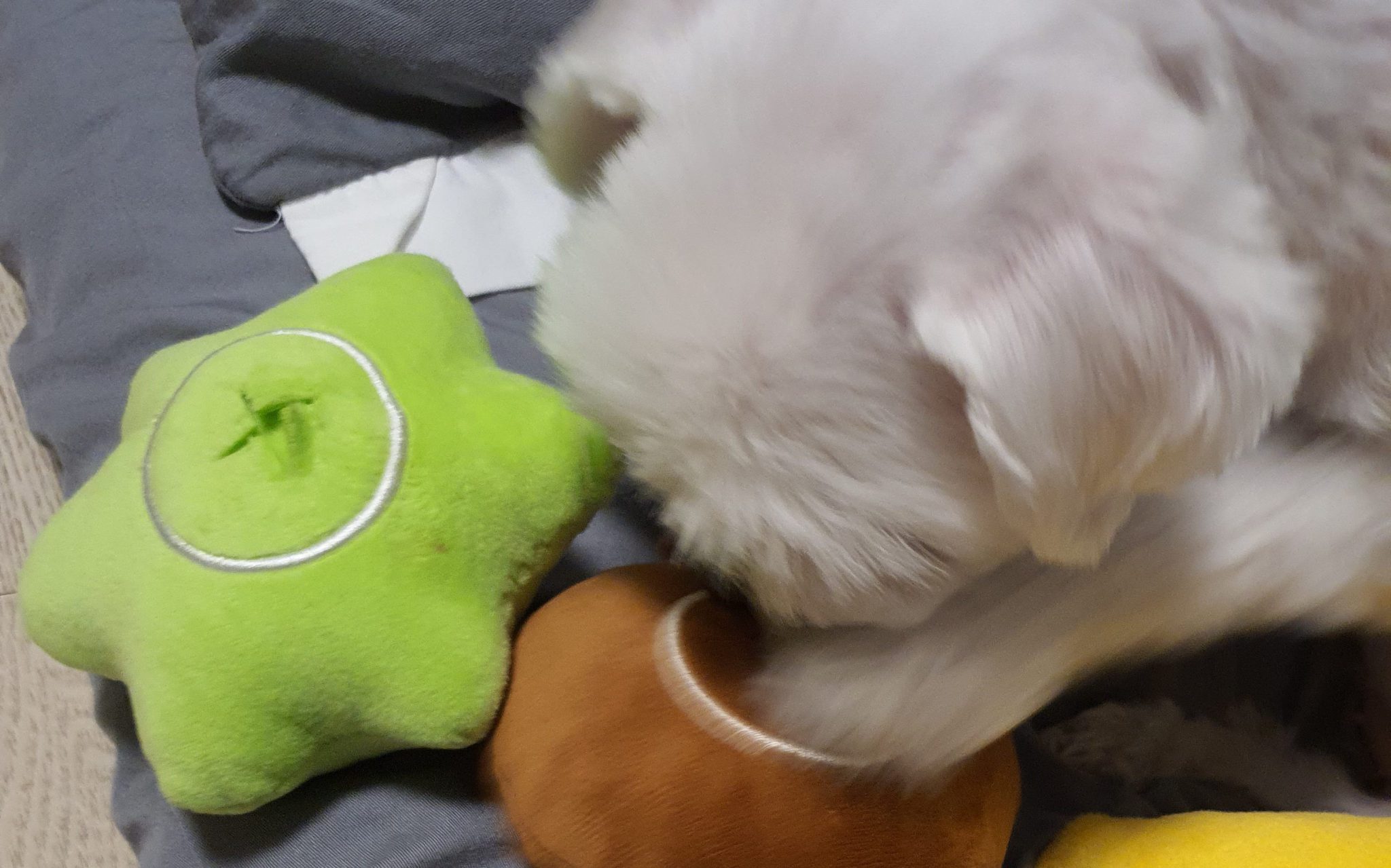 강아지 장난감 추천
