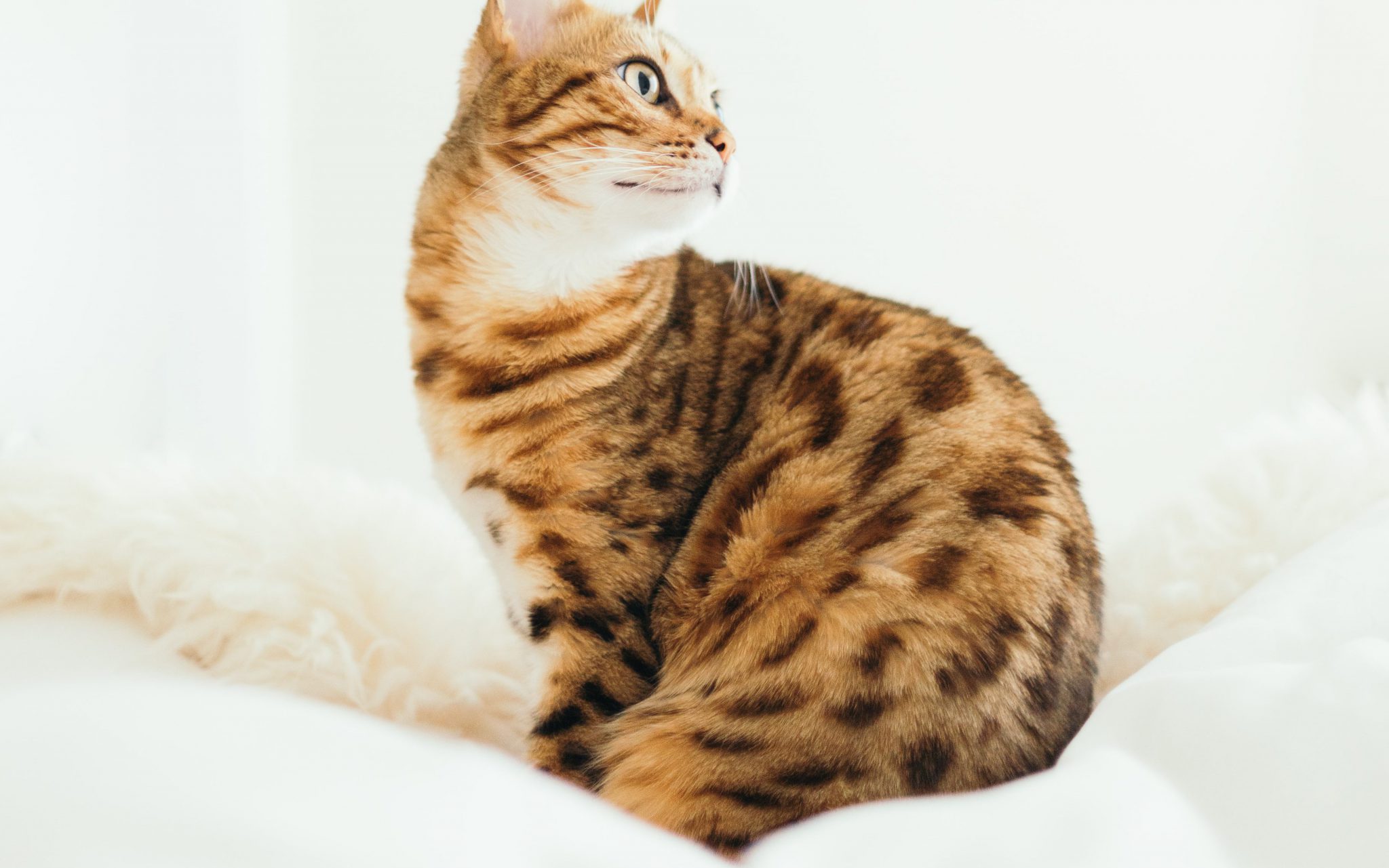 대형 고양이