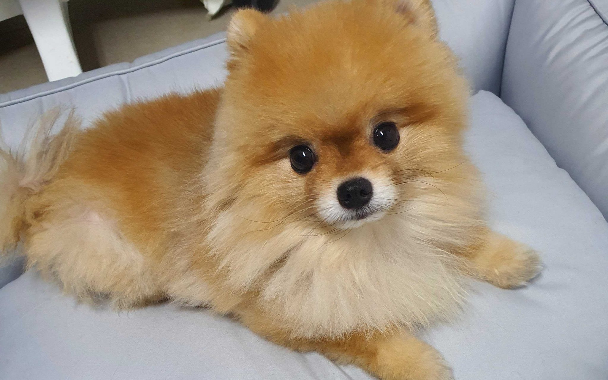 강아지 알레르기