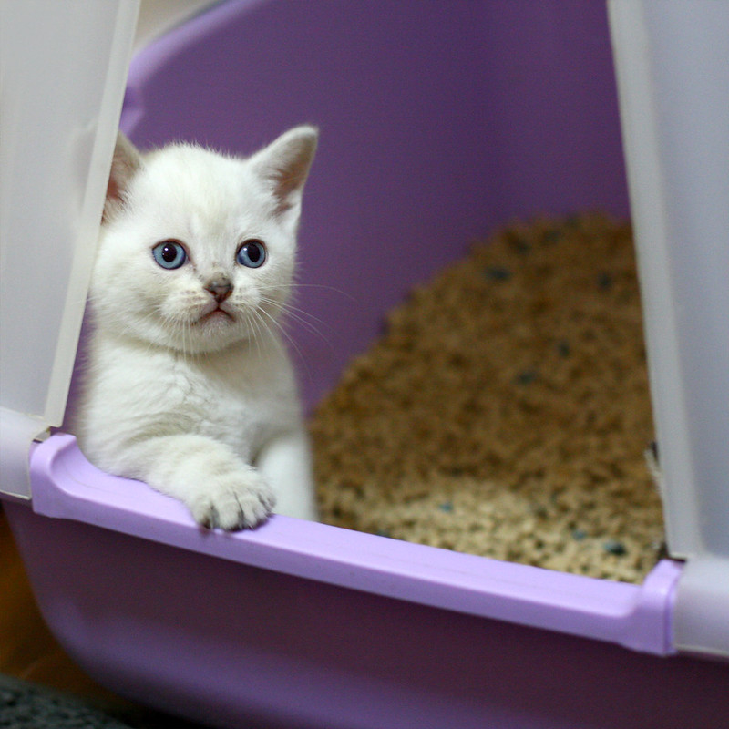 고양이 배변 훈련