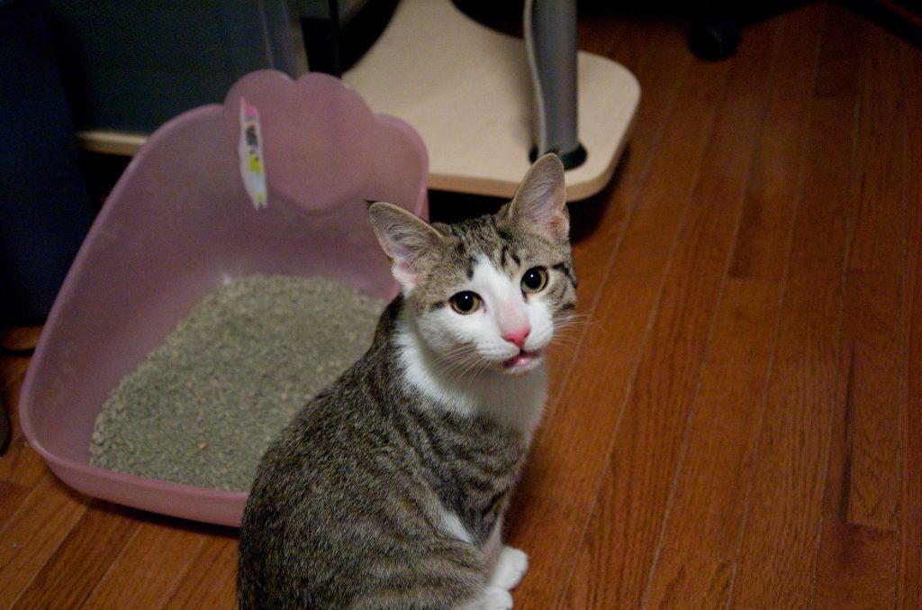 고양이 배변 훈련