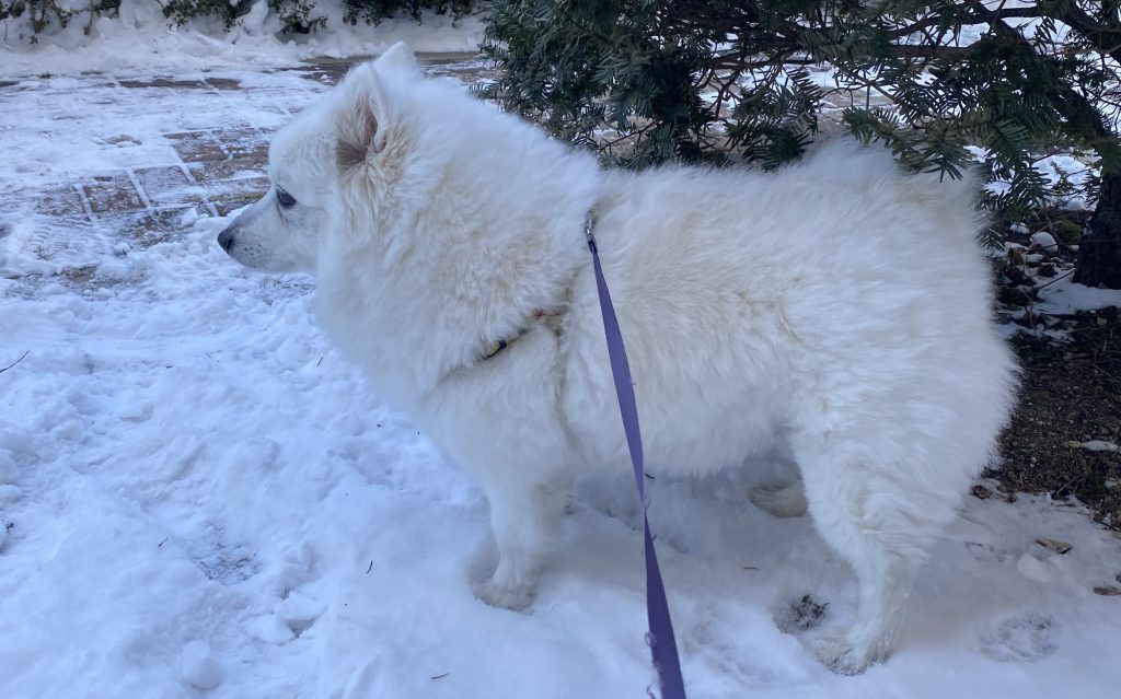 강아지 옷