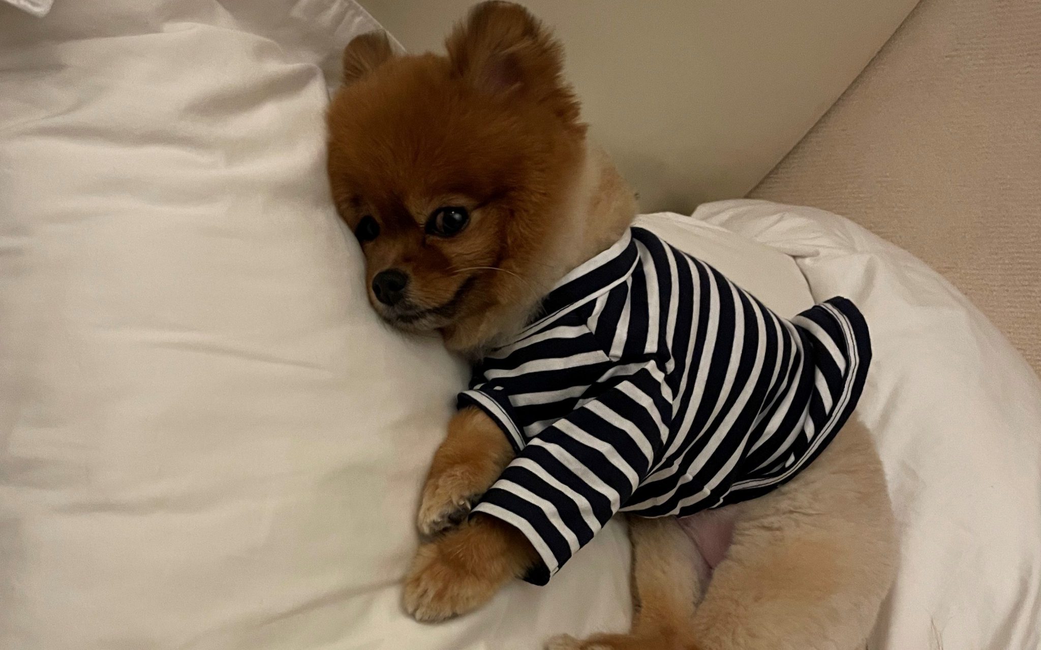 강아지 옷