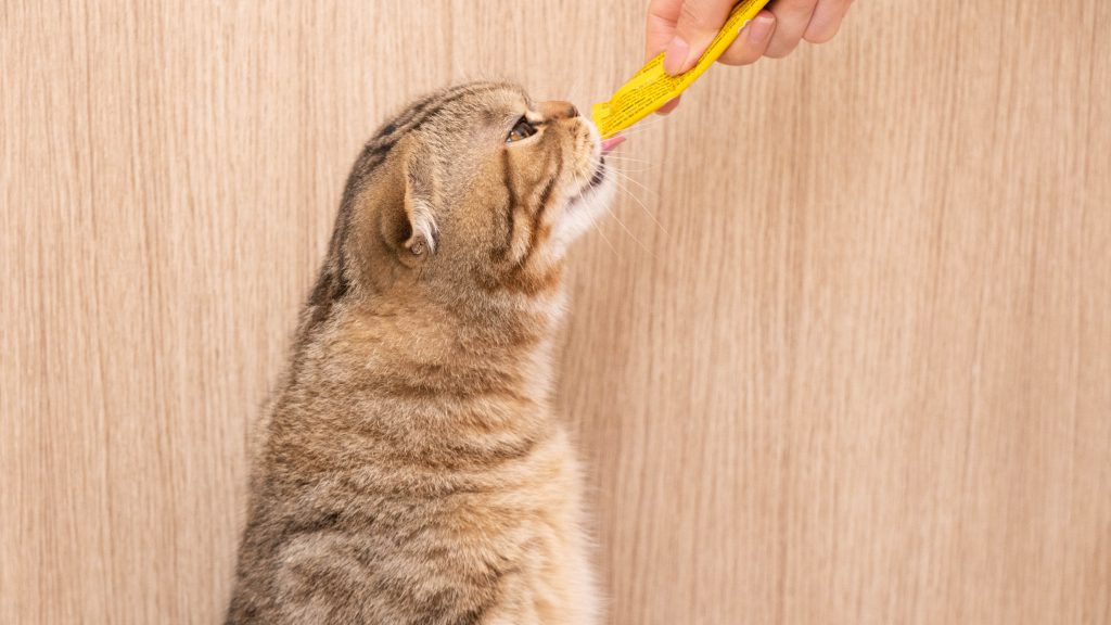 고양이 간식