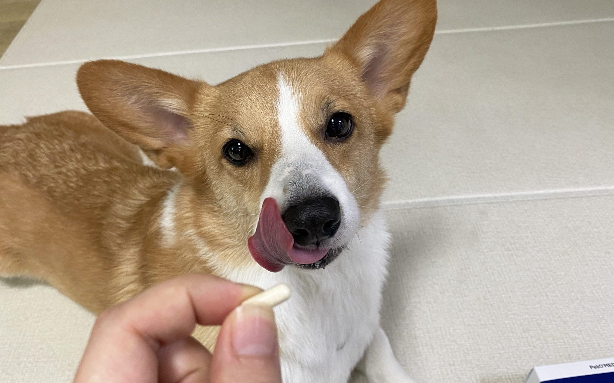 강아지 영양제