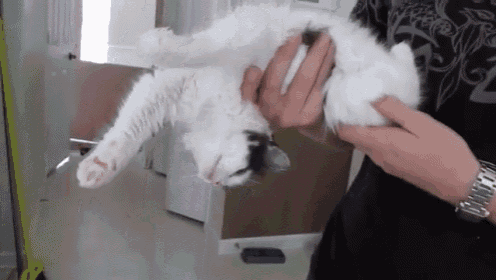 랙돌 고양이