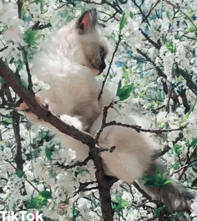 발리니즈