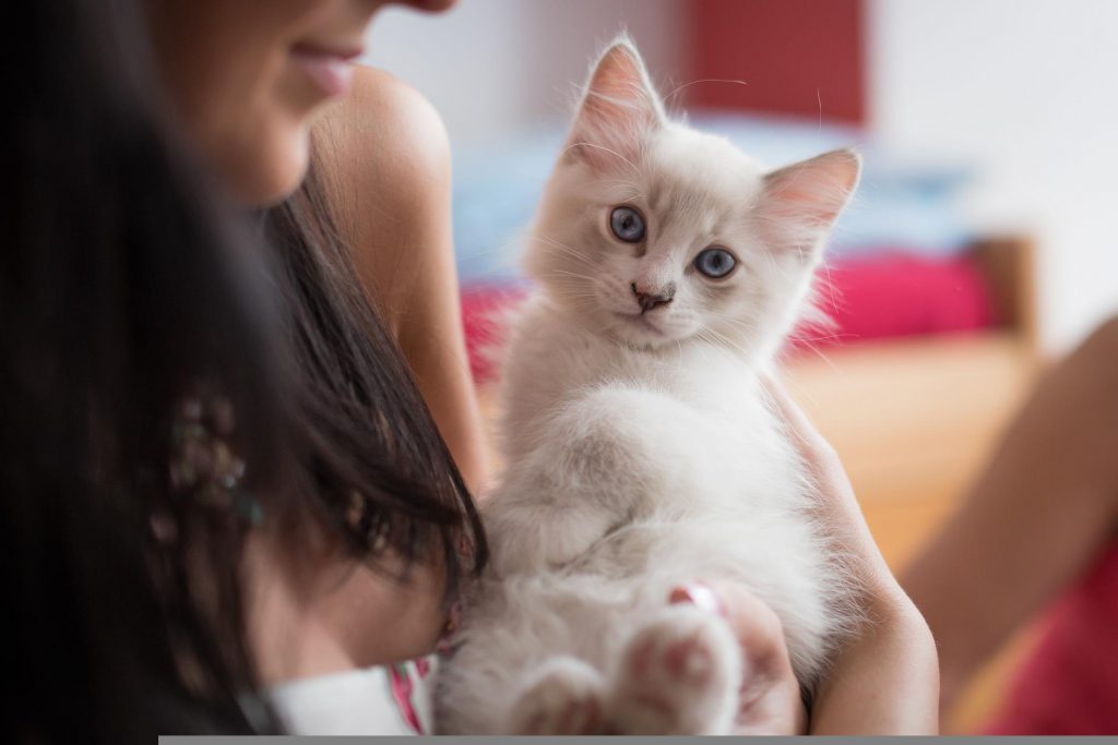 랙돌 고양이