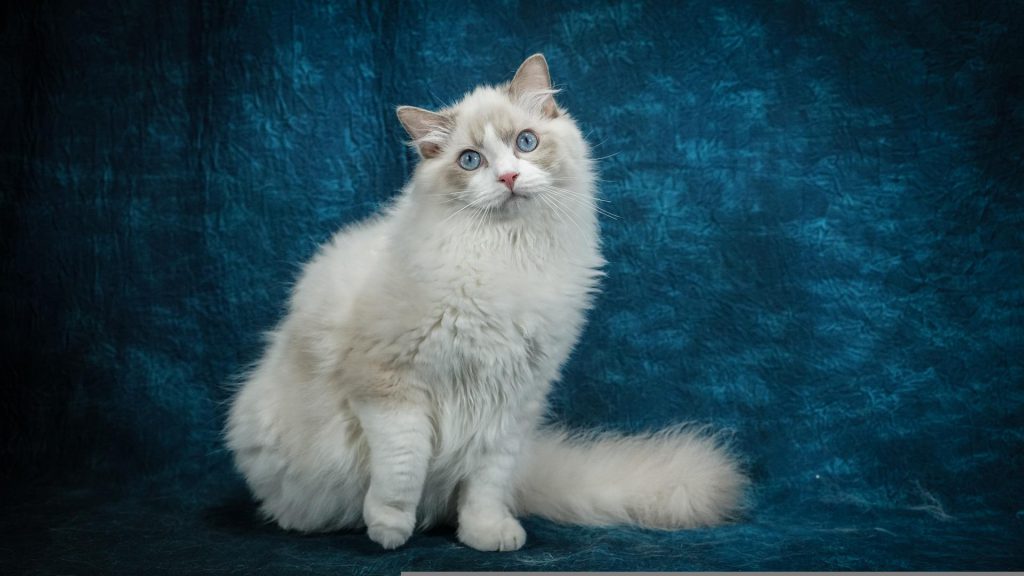 랙돌 고양이