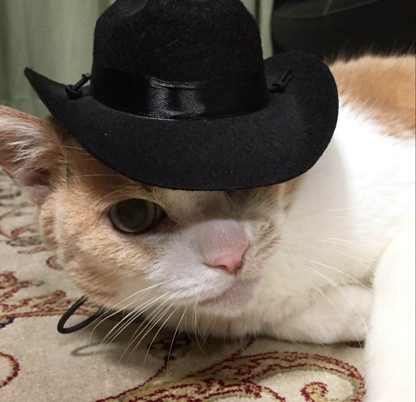 고양이 모자