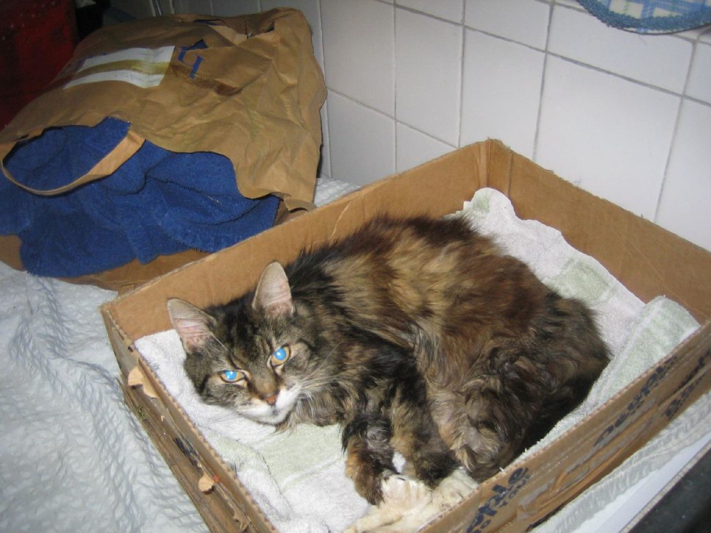 고양이 오메가 3