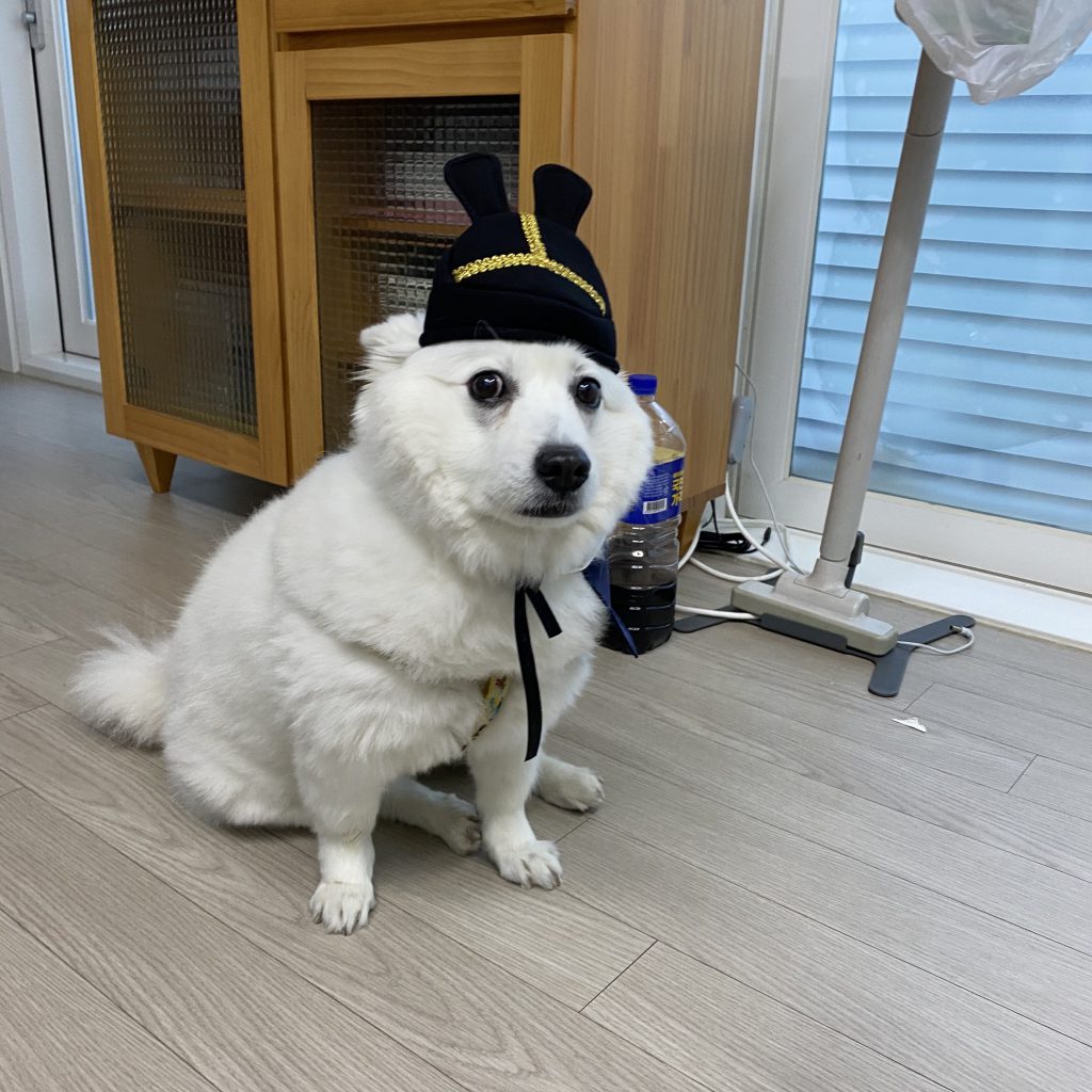 강아지 한복