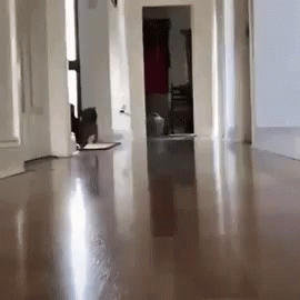 강아지 매트