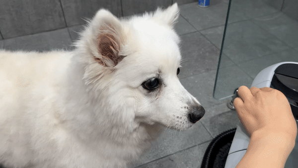 강아지 목욕