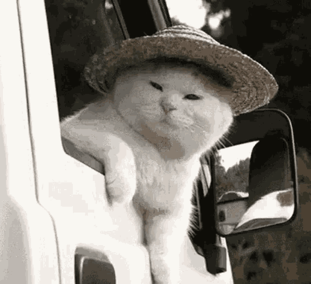 고양이 모자