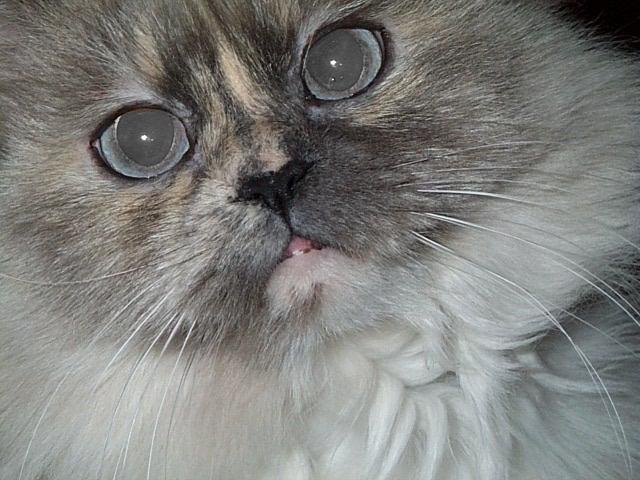 히말라야 고양이