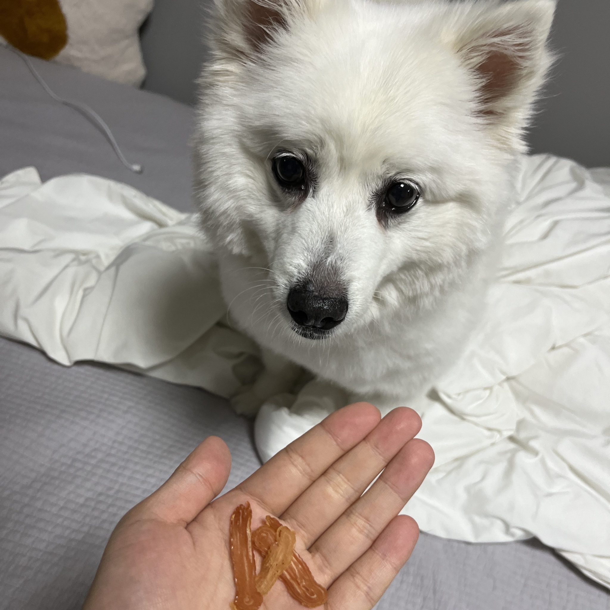 강아지 사료양