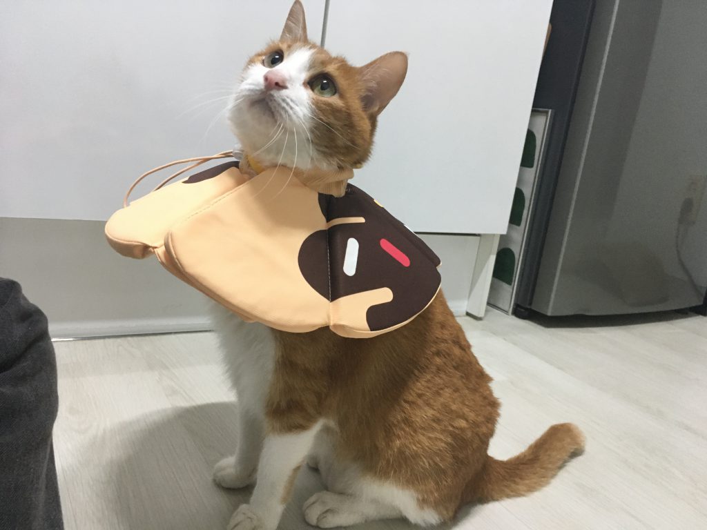 고양이 넥카라